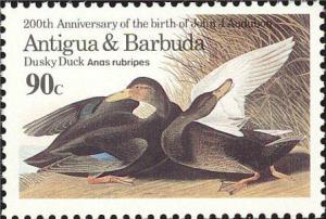 Colnect-1764-009-American-Black-Duck-Anas-rubripes.jpg
