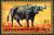 Colnect-1040-843-African-Buffalo-Syncerus-caffer.jpg