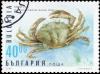 Colnect-3748-698-Green-Crab-Carcinus-mediterraneus.jpg