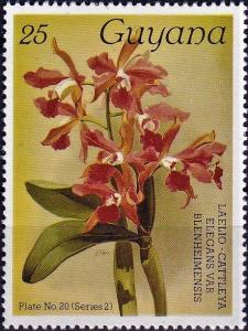 Colnect-4135-387-Cattleya-elegans.jpg