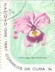 Colnect-2506-619-Cattleya-warscewiczii-burfordense-reginae.jpg