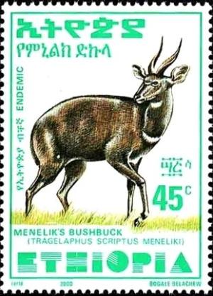 Colnect-3554-467-Menelik--s-Bushbuck-Tragelaphus-scriptus-meneliki.jpg
