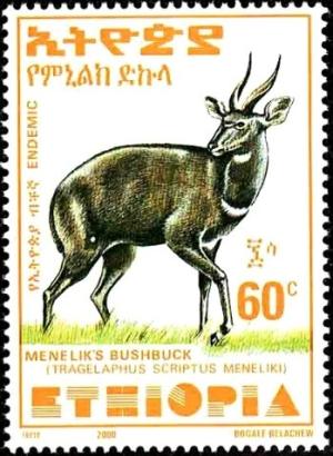 Colnect-3554-471-Menelik--s-Bushbuck-Tragelaphus-scriptus-meneliki.jpg