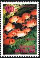 Colnect-2206-466-Blackbar-Soldierfish-Myripristis-jacobus.jpg