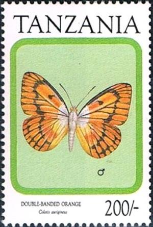 Colnect-2598-388-Double-banded-Orange-Colotis-aurigineus.jpg