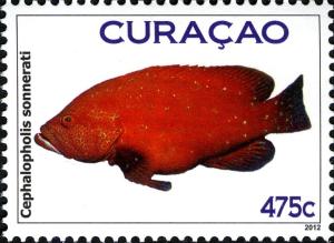 Colnect-5121-000-Tomato-Hind-Cephalopholis-sonnerati.jpg
