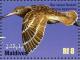 Colnect-1631-454-Bar-tailed-Godwit-Limosa-lapponica.jpg