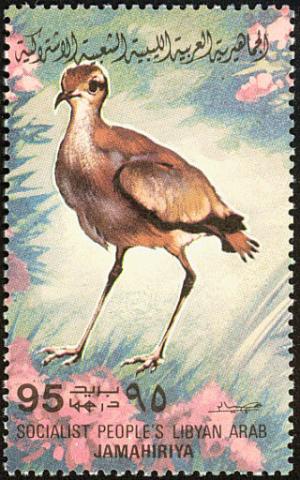 Colnect-1648-469-Cream-colored-Courser-Cursorius-cursor.jpg