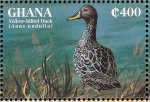 Colnect-1718-826-Yellow-billed-Duck-nbsp-Anas-undulata.jpg