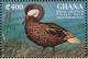 Colnect-1718-827-White-cheeked-Pintail-Anas-bahamensis.jpg