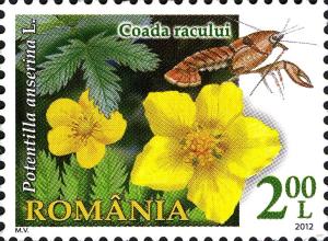 Colnect-1115-283-Silverweed-Potentilla-anserina.jpg