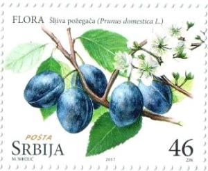 Colnect-4049-918-%C5%A0ljiva-po%C5%BEega%C4%8Da---Prunus-domestica-L.jpg