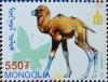 Colnect-1290-161-Bactrian-Camel-Camelus-bactrianus---Foal.jpg