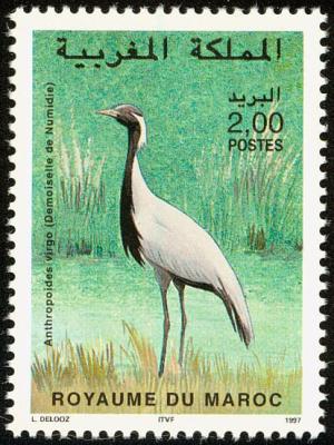 Colnect-1347-836-Demoiselle-Crane-Grus-virgo.jpg
