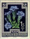 Colnect-136-233-Trumpet-Gentian-Gentiana-kochiana.jpg