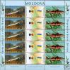 Colnect-566-146-Russian-Sturgeon-Acipenser-gueldenstaedtii-Common-Zingel-.jpg