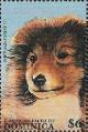 Colnect-3214-433-Shetland-Sheepdog-Canis-lupus-familiaris.jpg