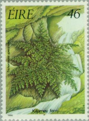 Colnect-128-823-Killarney-Fern-Trichomanes-speciosum.jpg