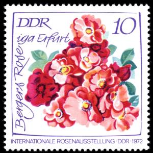 Colnect-1978-667-Bergers-Rose-iga-Erfurt.jpg
