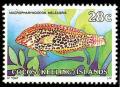 Colnect-1103-439-Leopard-Wrasse-Macropharyngodon-meleagris.jpg