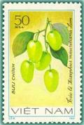 Colnect-1627-894-Jujube-ziziphus-Mauritiana.jpg