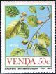 Colnect-2840-102-Food-of-the-Veld-Berchemia-discolor.jpg