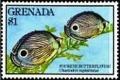 Colnect-3481-131-Foureye-Butterflyfish-Chaetodon-capistratus.jpg