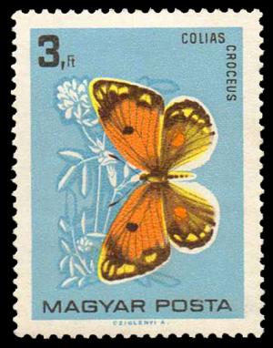1734_Butterflies_300.jpg