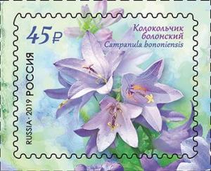 Colnect-5918-198-Bologna-Bellflower-Campanula-bononiensis.jpg
