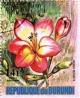 Colnect-4740-126-Freesia-refracta.jpg
