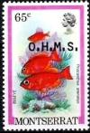 Colnect-833-984-Atlantic-Bigeye-Priacanthus-arenatus.jpg