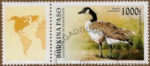 Colnect-5520-271-Canada-Goose-Branta-canadensis.jpg