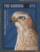 Colnect-3592-880-Pale-Chanting-Goshawk-nbsp-Melierax-canorus.jpg