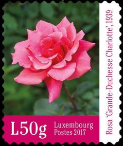 Colnect-4565-483-Rose---Grand-Duchess-Charlotte.jpg