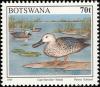 Colnect-5250-719-Cape-Shoveller-Anas-smithii-.jpg
