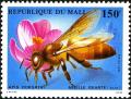 Colnect-2273-538-Giant-Honeybee-Apis-dorsata.jpg