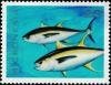 Colnect-5576-603-Thunnus-albacares.jpg