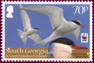Colnect-1757-353-Antarctic-Tern-Sterna-vittata.jpg