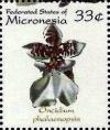 Colnect-5576-755-Oncidium-phalaenopsis.jpg