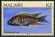 Colnect-1734-778-Cichlid-Trematocranus-spp.jpg