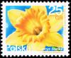 Colnect-4897-247-Daffodil-Narcissus-jonquilla.jpg