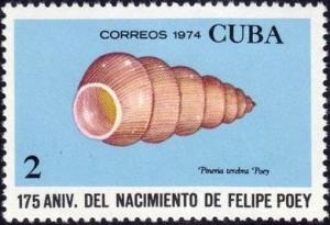 Colnect-2307-535-Snail-Pineria-terebra.jpg