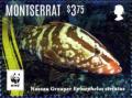 Colnect-3706-325-Epinephelus-striatus.jpg