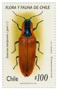 Colnect-566-760-Semiotus-luteipennis.jpg