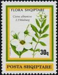Colnect-722-254-Cistus-albanicus.jpg