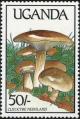 Colnect-1712-391-Clitocybe-nebularis.jpg
