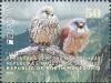 Colnect-5813-254-Lesser-Kestrel-Falco-naumanni.jpg