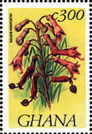 Colnect-2386-367-Hildegardia-Barteri.jpg