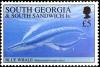 Colnect-5169-484-Blue-Whale-Balaenoptera-musculus.jpg