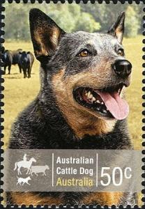 Colnect-472-685-Australian-Cattle-Dog-Canis-lupus-familiaris.jpg